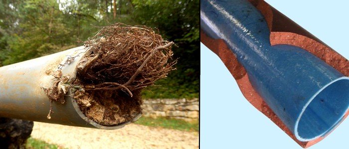 need-to-remove-roots-from-sewer-line-roots-in-drains-removal-repair